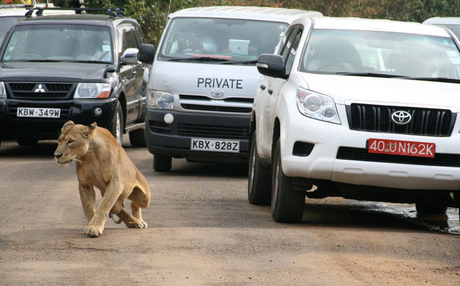 Ảnh minh họa. (Nguồn: Reuters) Kenya: Sư tử trốn khỏi vườn thú gây náo loạn khu phố đông người ảnh 1