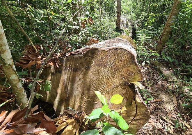 Gia Lai: Rừng giàu Kbang 'chảy máu' vô cùng nghiêm trọng ảnh 1