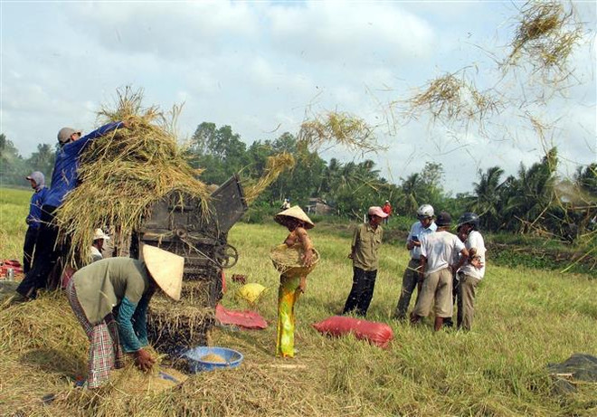 Thị trường nông sản tuần qua: Giá lúa khu vực ĐBSCL ổn định ảnh 1