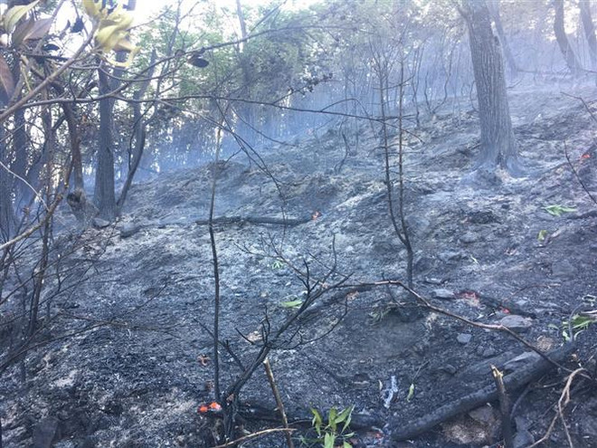 Bình Định: Kịp thời khống chế đám cháy lớn trên núi Bà Hỏa ảnh 1