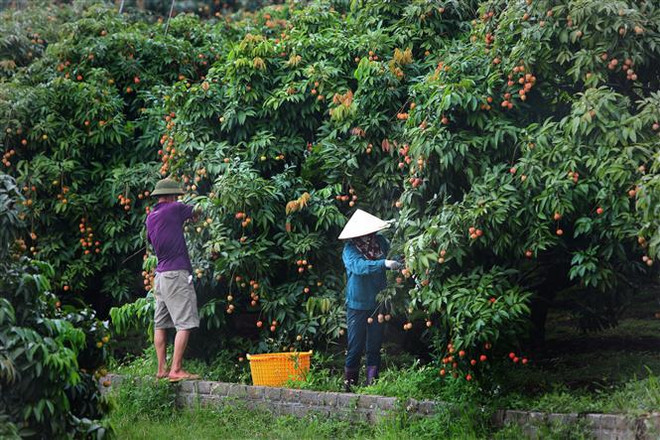 Nâng mục tiêu xuất khẩu nông lâm thủy sản năm 2021 lên 45 tỷ USD ảnh 1