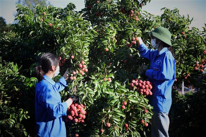 Bắc Giang: Lục Ngạn thực hiện thành công 'mục tiêu kép' ảnh 1