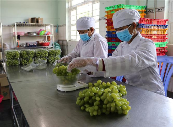 Nho xanh Ninh Thuận lên sàn giao dịch thương mại điện tử ảnh 2