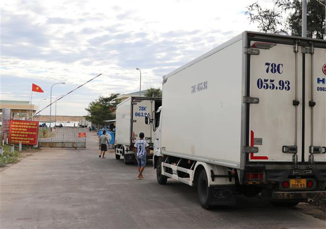 Phú Yên quản lý chặt lao động, đảm bảo an toàn tại các cảng cá ảnh 2