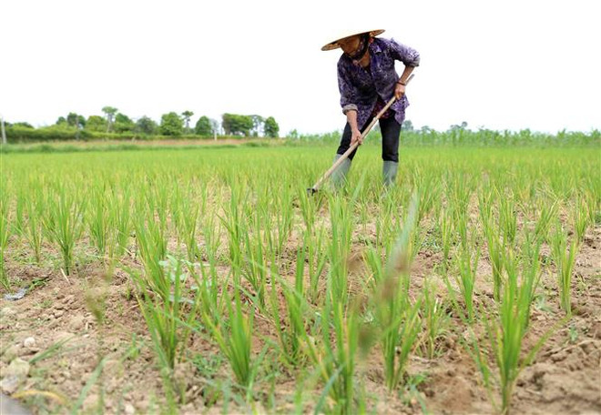 Các tỉnh Trung Bộ ít mưa hơn, tiếp tục thiếu nước cục bộ ảnh 1