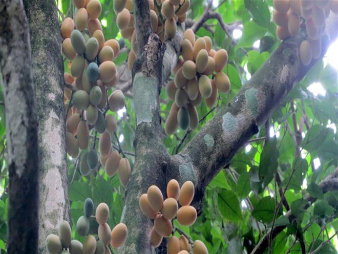 Thanh Hóa: Nhân giống thành công 7.600 cây rau sắng quý ảnh 2