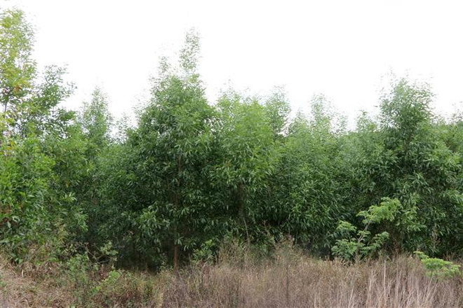 Đắk Nông: Dùng vốn vay trồng rừng sản xuất liệu có sai nguyên tắc? ảnh 1