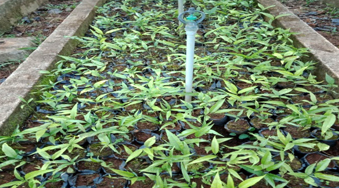 Thanh Hóa: Nhân giống thành công 7.600 cây rau sắng quý ảnh 1