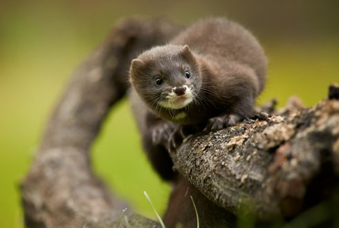 Hà Lan phát hiện thêm trang trại nuôi chồn nhiễm virus SARS-CoV-2 ảnh 1