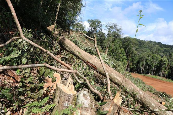 Kon Tum: Phát hiện, ngăn chặn kịp thời vụ phá rừng nguyên sinh ảnh 1