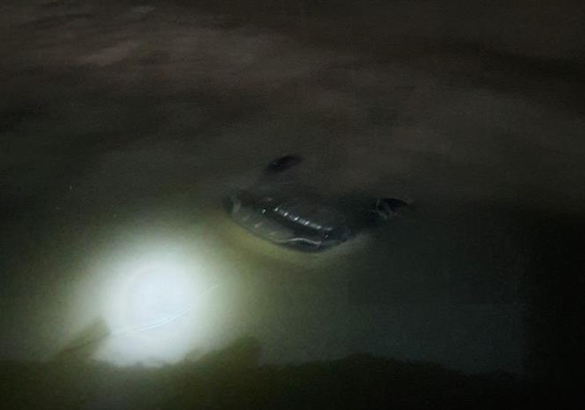 Xe ôtô lao xuống biển ở Quảng Ninh: 3 người tử vong, 1 người nguy kịch ảnh 1