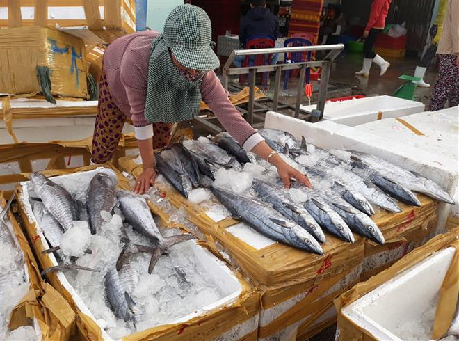 Ninh Thuận đẩy mạnh khai thác xa bờ, phát triển kinh tế biển bền vững ảnh 2