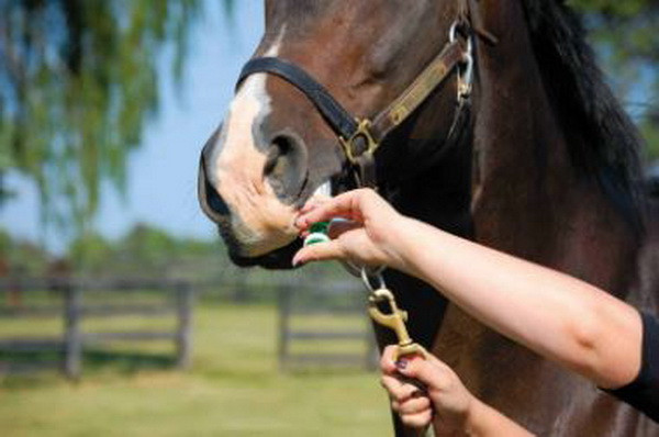 Israel: Lần đầu tiên phát hiện ngựa nhiễm một chủng virus corona ảnh 1