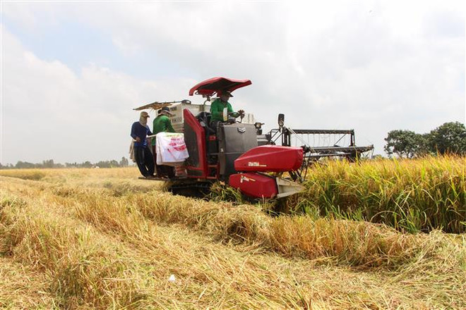 Du lịch nông nghiệp ở ĐBSCL: Từng bước định vị thương hiệu ảnh 1