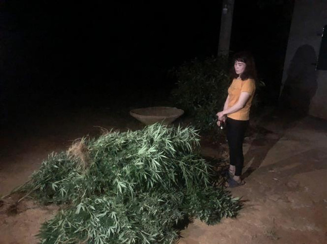 Đắk Nông: Phát hiện, nhổ bỏ gần 500 cây cần sa trồng trong rẫy ảnh 1