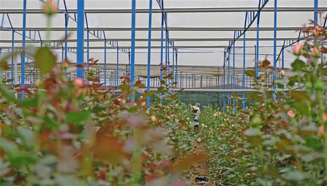 Một nhà kính trồng hoa hồng sát bên lòng hồ Đankia phải khoan giếng để tưới tiêu, cũng khiến nước ngầm khu vực này ngày càng suy giảm. (Ảnh: Nguyễn Dũng/TTXVN) Hồ Đankia-suối Vàng khô kiệt trầm trọng, chưa từng thấy trong lịch sử ảnh 2