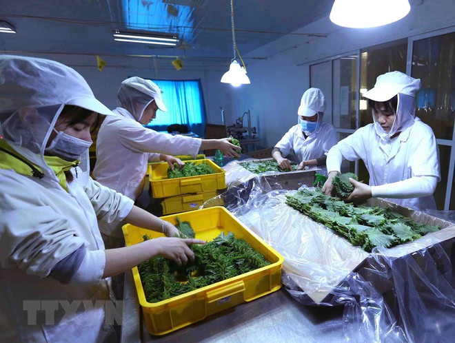 Giáo sư Nhật Bản nêu bật dấu mốc quan trọng trong hợp tác Việt-Nhật ảnh 1