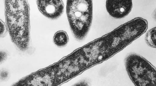 WHO: Ba Lan ghi nhận 23 ca tử vong do bệnh viêm phổi Legionnaires ảnh 1