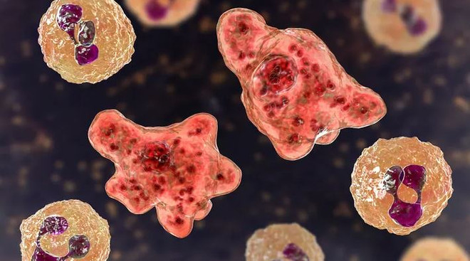 Cảnh báo nguy cơ nhiễm khuẩn 'ăn não người' khi bơi sông, hồ ảnh 2