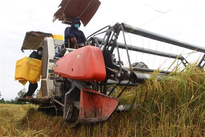 Giá lúa tiếp tục tăng cao khi nguồn cung toàn cầu bị thắt chặt ảnh 1