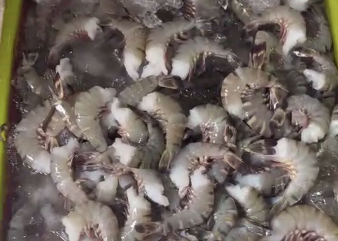 Bạc Liêu: Phát hiện hành vi bơm tạp chất vào tôm nguyên liệu ảnh 1
