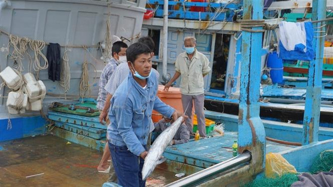 Ngư dân Quảng Ngãi trúng đậm 'lộc biển' trong chuyến ra khơi đầu năm ảnh 1