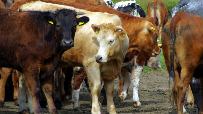 20.000 nông trại Pháp có thể bị phá sản nếu FTA EU-Mercosur được ký ảnh 1