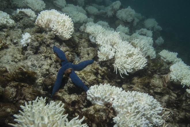 Phát hiện thêm các rạn san hô mới tại vùng biển Caribe ảnh 1