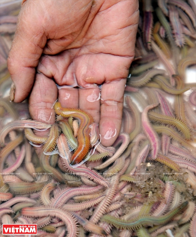 Cách chế biến món rươi kho lạ miệng của vùng đất Tứ Kỳ ảnh 1