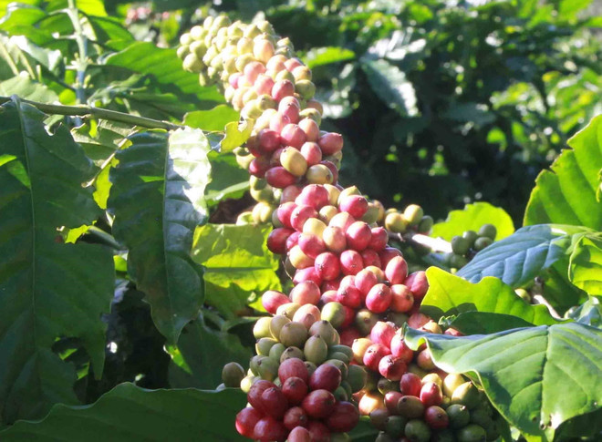 EVFTA giúp khai thông dòng chảy FDI chất lượng cao từ EU vào Việt Nam ảnh 2