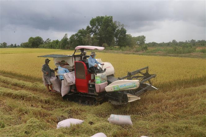 Thu hoạch lúa Hè Thu ở xã Hậu Mỹ Trinh, huyện Cái Bè, tỉnh Tiền Giang. (Ảnh: Minh Trí/TTXVN) Các địa phương tháo gỡ khó khăn trong thu hoạch, vận chuyển lúa ảnh 1