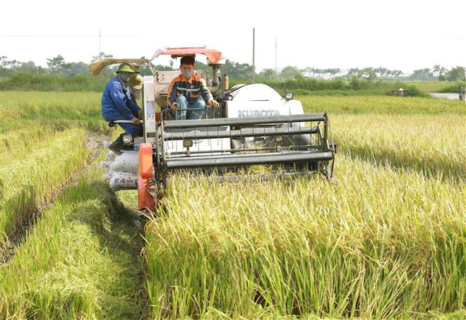 Phát triển tối đa diện tích sản xuất vụ Đông, đảm bảo hiệu quả kinh tế ảnh 2