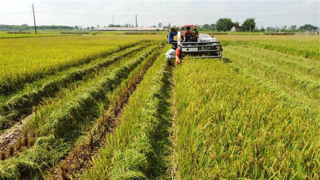 Phát triển tối đa diện tích sản xuất vụ Đông, đảm bảo hiệu quả kinh tế ảnh 1