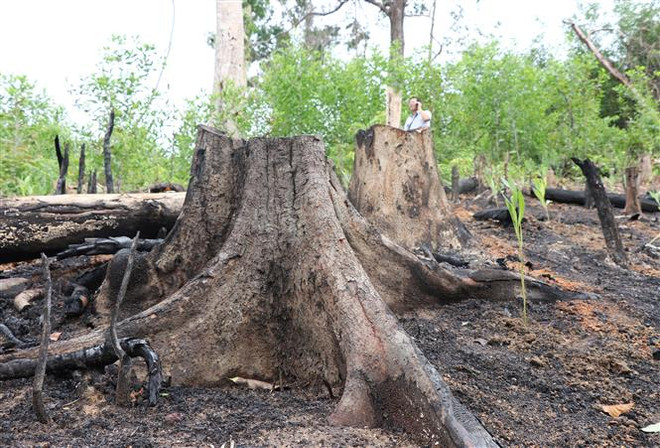 Bình Định: Điều tra vụ phá hơn 5ha rừng tự nhiên ở xã Tây Thuận ảnh 1
