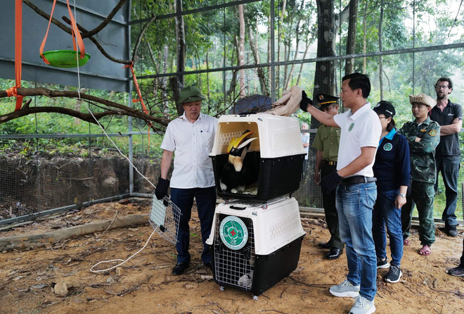 Trong thời gian qua, Trung tâm cứu hộ động vật hoang dã tại Vườn Quốc gia Cúc Phương đã tiến hành tái thả thành công rất nhiều loài động vật hoang dã về lại môi trường tự nhiên. Những sự kiện này là dịp để truyền đi thông điệp về sự tham gia tích cực của cộng đồng vào nỗ lực cùng với Vườn Quốc gia Cúc Phương trong sứ mệnh cứu hộ, bảo tồn động vật hoang dã. (Nguồn: Vietnam+) vnp_cuc_phuong_15.jpg