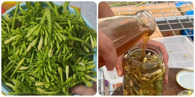 Hoa đu đủ ngâm mật ong tốt với sức khỏe nhưng phải dùng đúng cách. (Nguồn: Báo Quảng Ninh) hoa-du_du.jpg