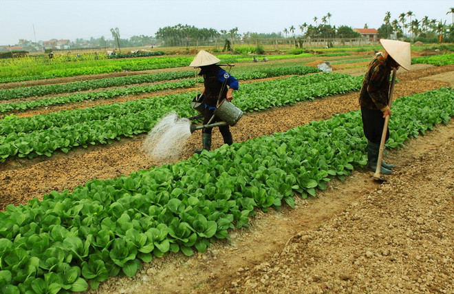 Kỷ luật hàng loạt lãnh đạo xã ở Hải Phòng vì buông lỏng quản lý ảnh 1