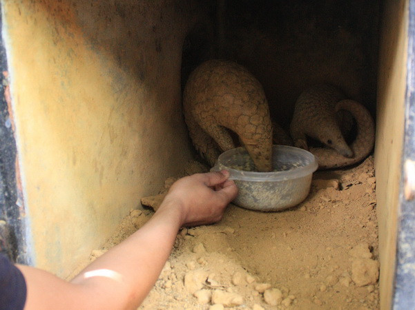 Tây Ninh tạm dừng cấp phép hoạt động nuôi nhốt tê tê ảnh 1