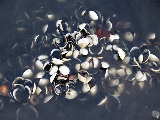 TP Hồ Chí Minh: Nghêu chết hàng loạt tại huyện Cần Giờ ảnh 1