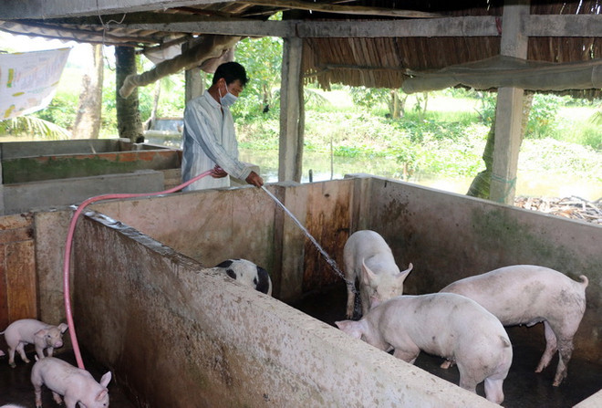 Giá thu mua lợn hơi tại một số tỉnh phía Nam tiếp tục giảm ảnh 1