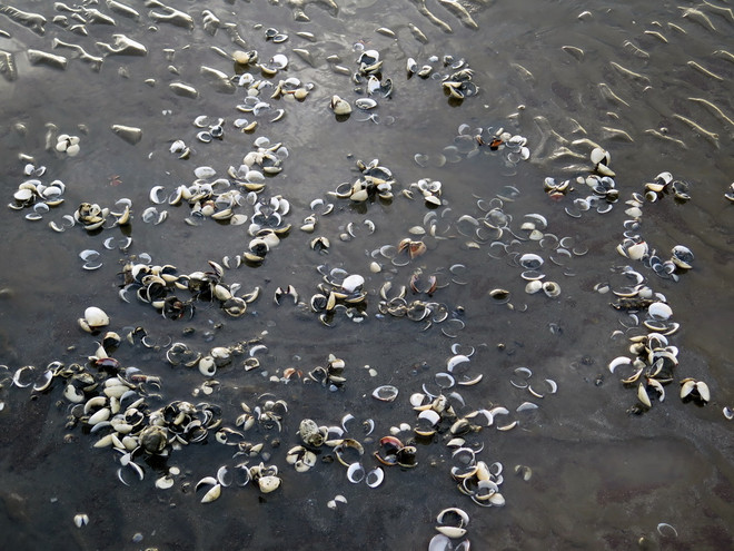 TP Hồ Chí Minh: Nghêu chết hàng loạt tại huyện Cần Giờ ảnh 3