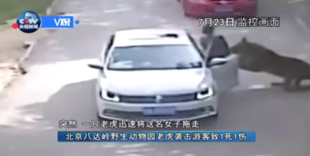 Khoảng khắc người phụ nữ bị con hổ tấn công. Khoảnh khắc hổ dữ tấn công, kéo lê người phụ nữ đang mở cửa xe ảnh 1