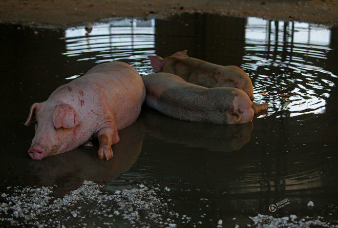 Nông dân xót xa khi trang trại lợn 10 tỷ đồng bị nước lũ tràn vào ảnh 11