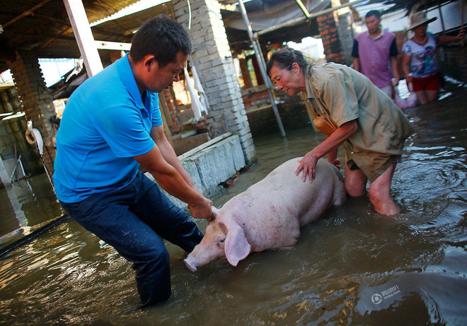 Nông dân xót xa khi trang trại lợn 10 tỷ đồng bị nước lũ tràn vào ảnh 3
