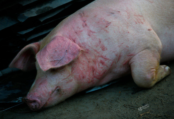 Nông dân xót xa khi trang trại lợn 10 tỷ đồng bị nước lũ tràn vào ảnh 9