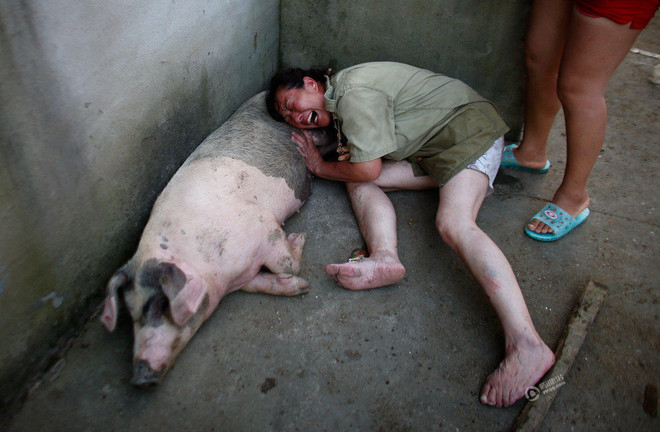 Nông dân xót xa khi trang trại lợn 10 tỷ đồng bị nước lũ tràn vào ảnh 4