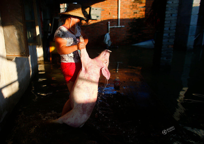 Nông dân xót xa khi trang trại lợn 10 tỷ đồng bị nước lũ tràn vào ảnh 8