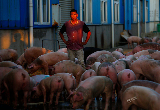 Nông dân xót xa khi trang trại lợn 10 tỷ đồng bị nước lũ tràn vào ảnh 10