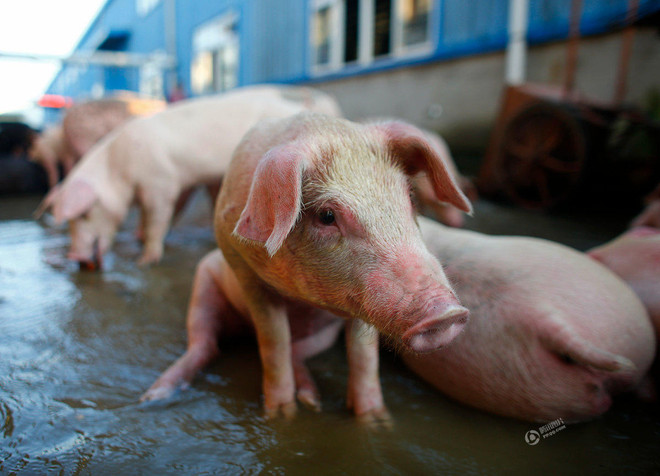 Nông dân xót xa khi trang trại lợn 10 tỷ đồng bị nước lũ tràn vào ảnh 7