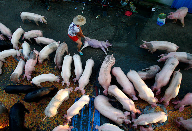 Nông dân xót xa khi trang trại lợn 10 tỷ đồng bị nước lũ tràn vào ảnh 1